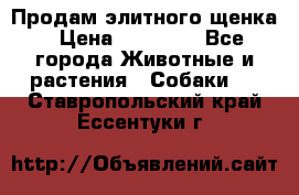 Продам элитного щенка › Цена ­ 30 000 - Все города Животные и растения » Собаки   . Ставропольский край,Ессентуки г.